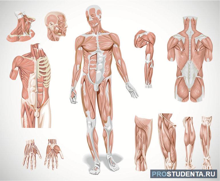 Человеческая анатомия