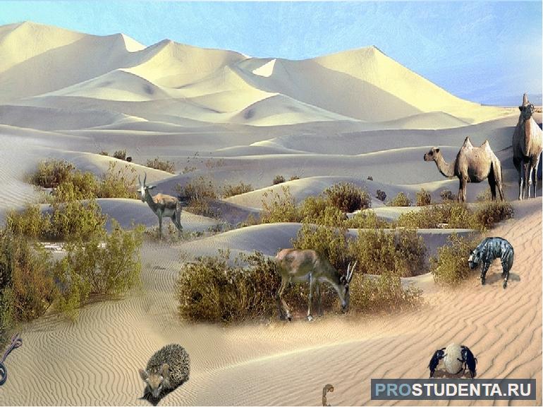 Растения и животные мира пустыни и полупустыни