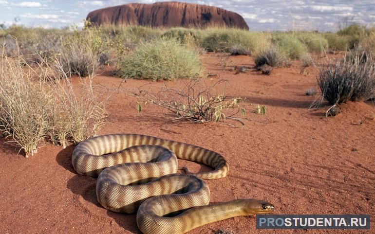 Змея в пустыне