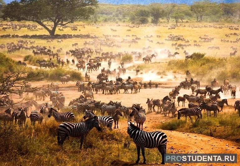 Крупнейшие заповедники и национальные парки Африки