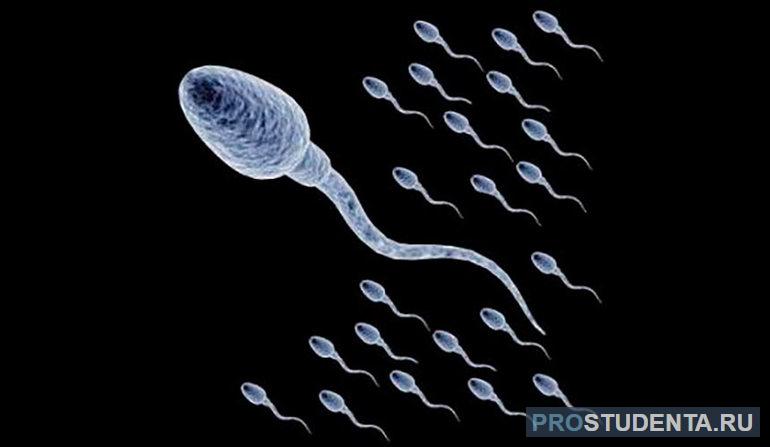 У сперматозоидов есть жгутики