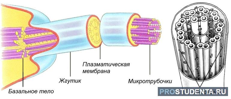 Жгутик биология