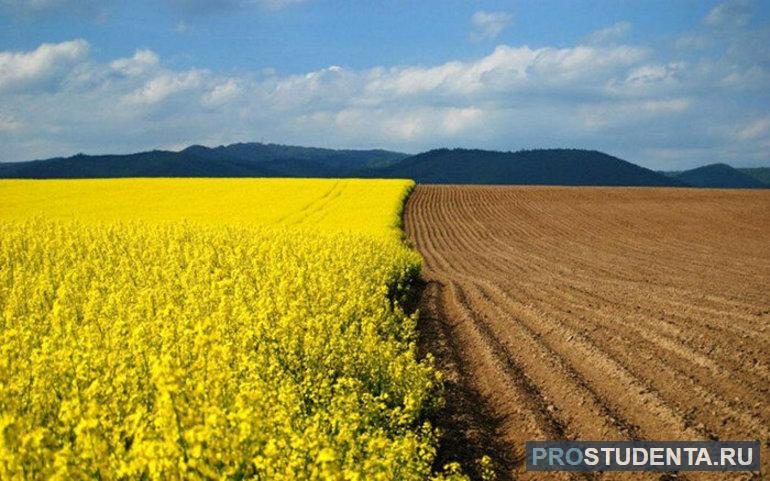 Для какой природной зоны характерны черноземные почвы 