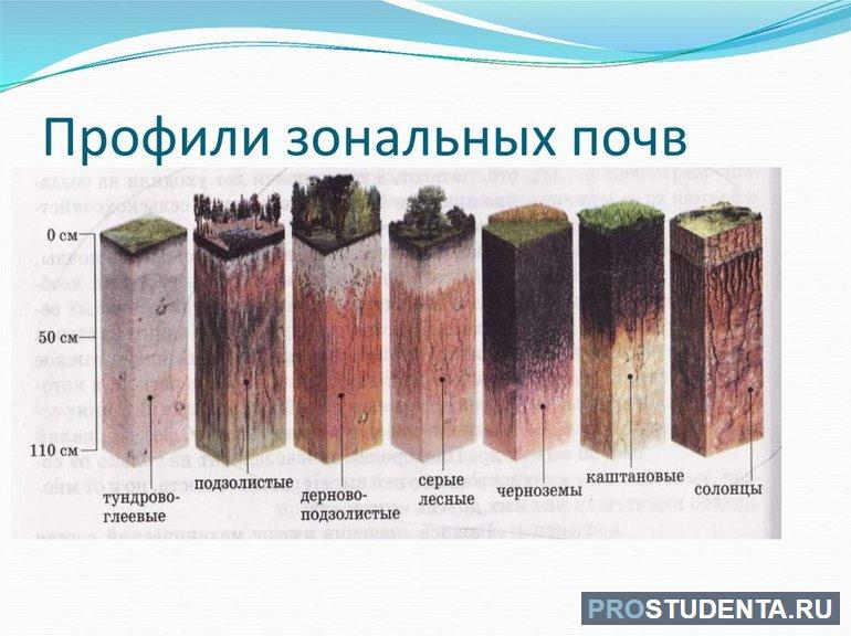 Черноземные почвы 