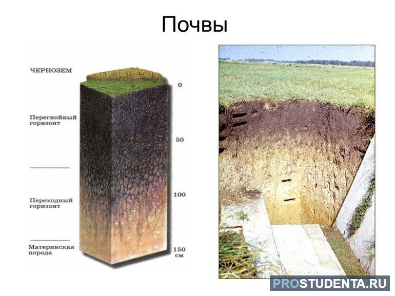 Чернозёмные почвы состав