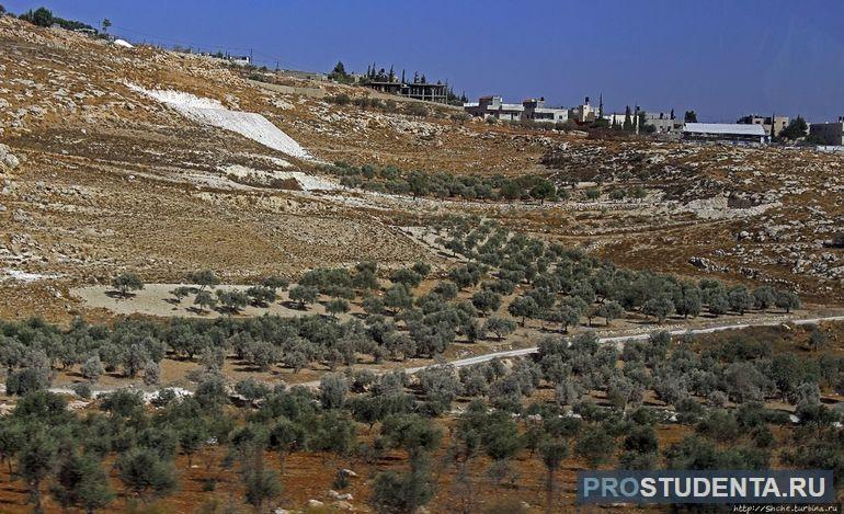 Геологические породы на палестинских землях 
