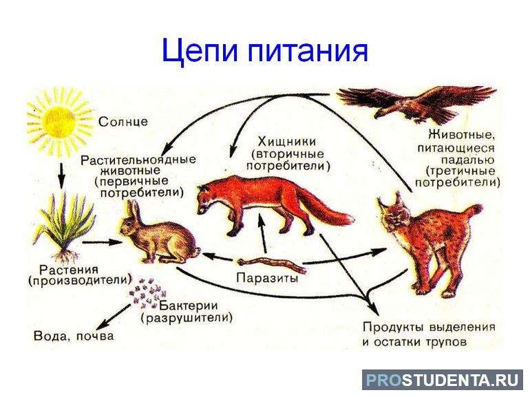 Цепи питания примеры 3 класс