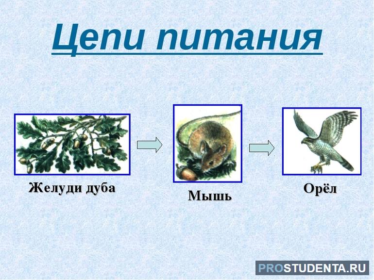 Цепи питания 3 класс 