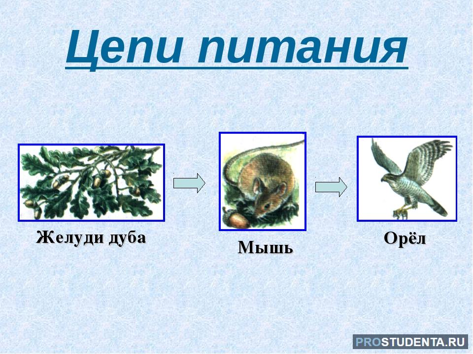 Биология 3 цепи питания. 2-3 Пищевых цепочек. Пищевая цепочка питания животных. 2 Цепочки питания животных. Цепи питания 3 класс.