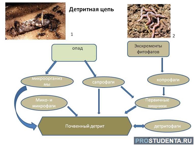 Примеры цепи питания 3 класс 