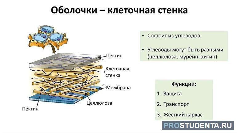 Мир растений таблица (окружающий мир 3 класс) 