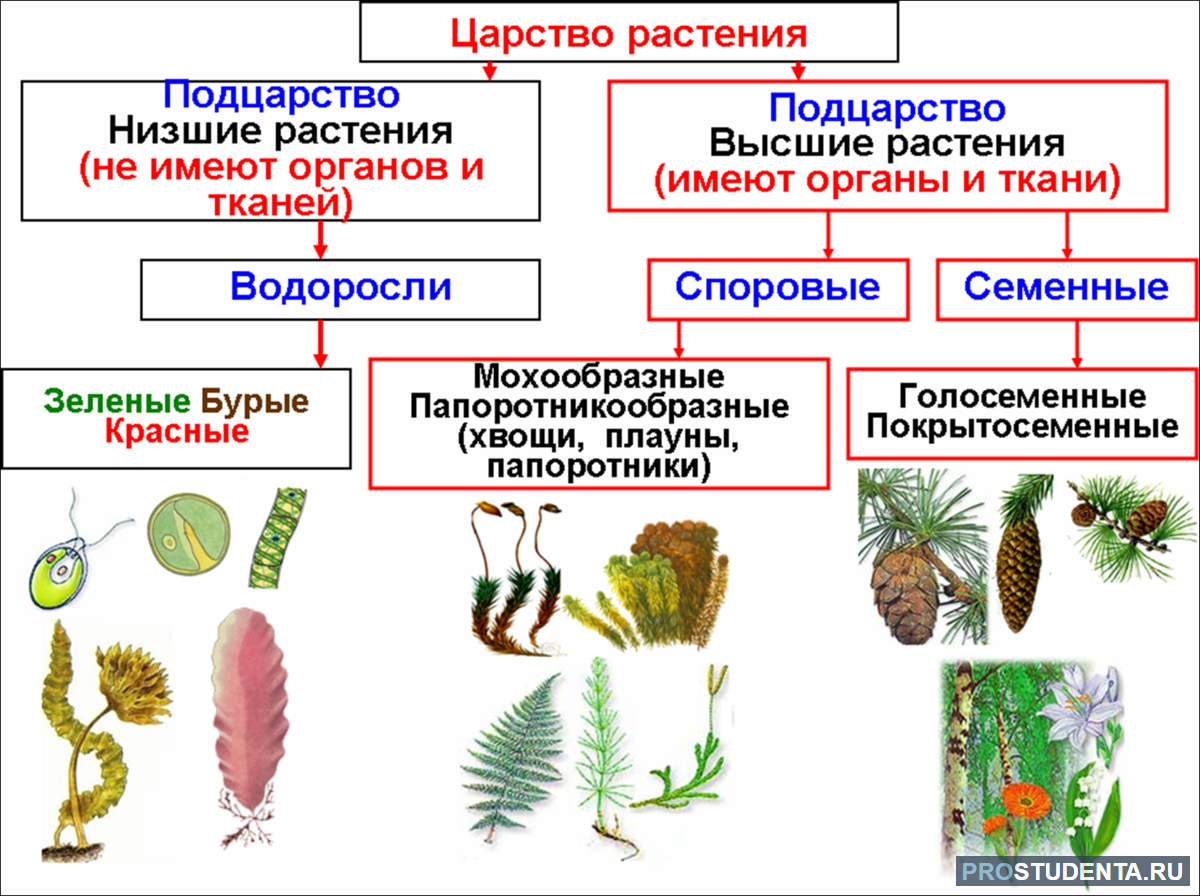 раст предложение это определение фото 24