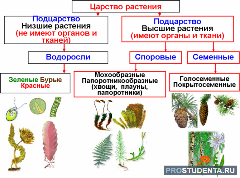 Сообщение о растении 3 класс окружающий мир 