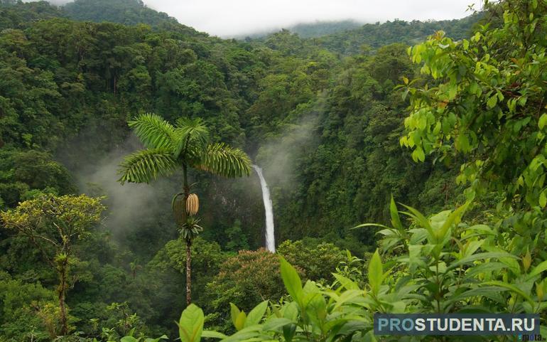 Экваториальные и тропические леса