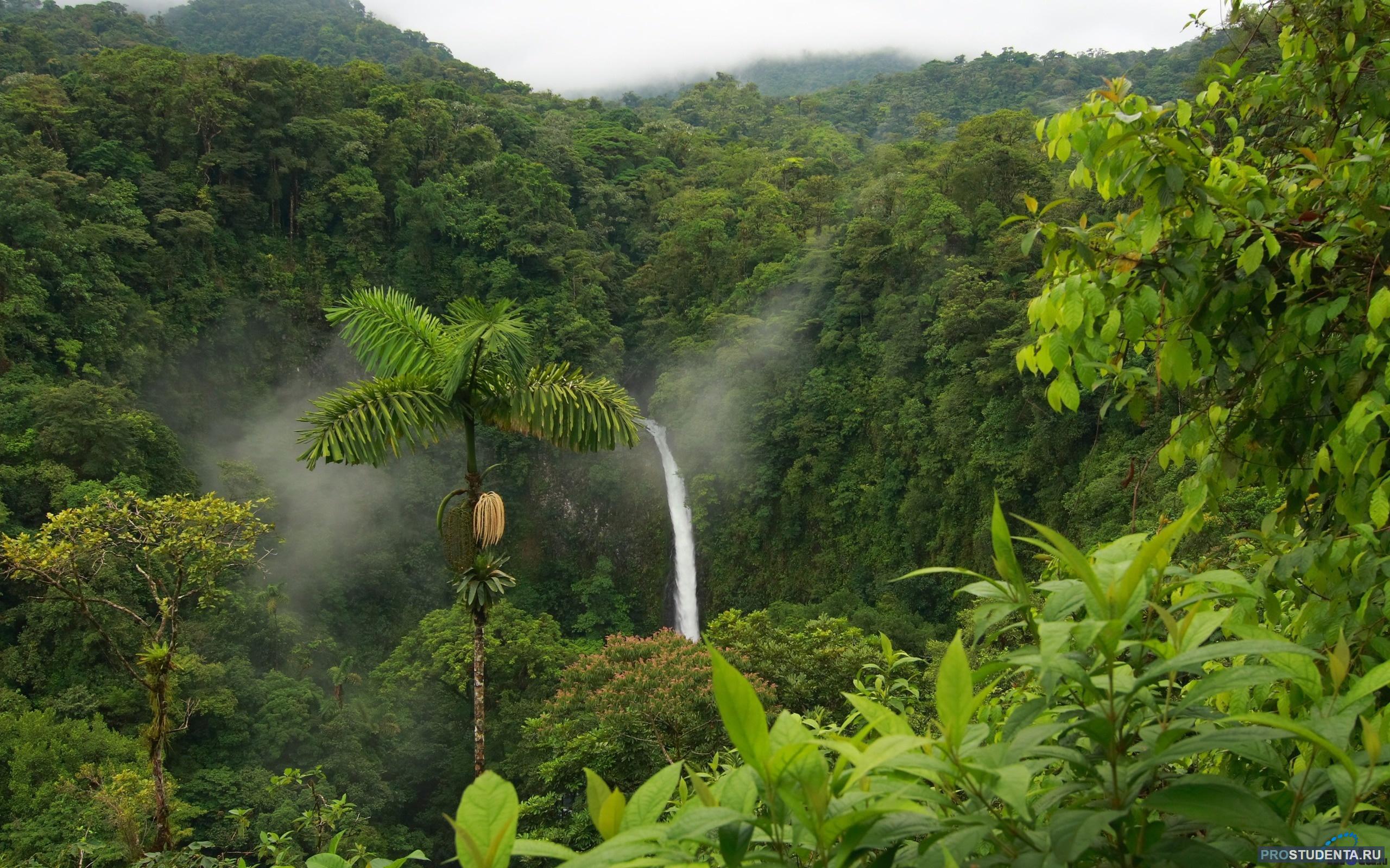 Малайзия бразилия. Тропические леса Ацинананы. Коста Рика джунгли. Бразилия тропические леса Сельва.