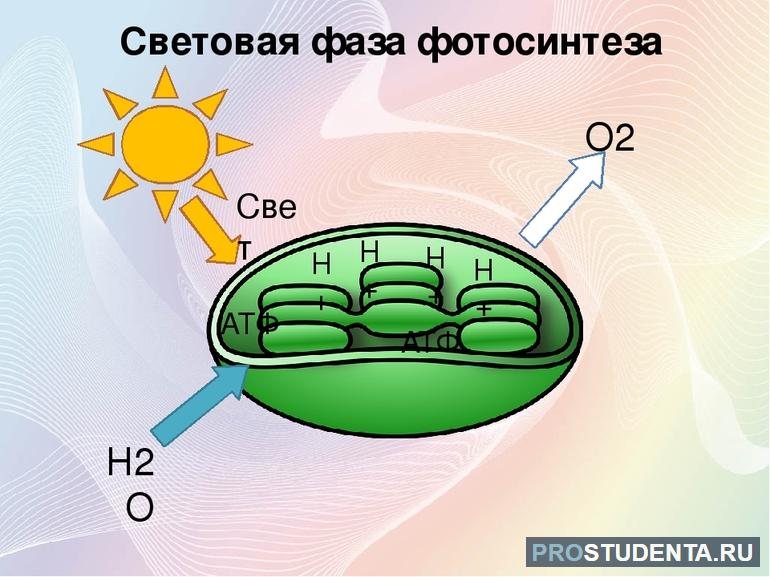 Фазы светового фотосинтеза в клетке: стадии и результат процесса
