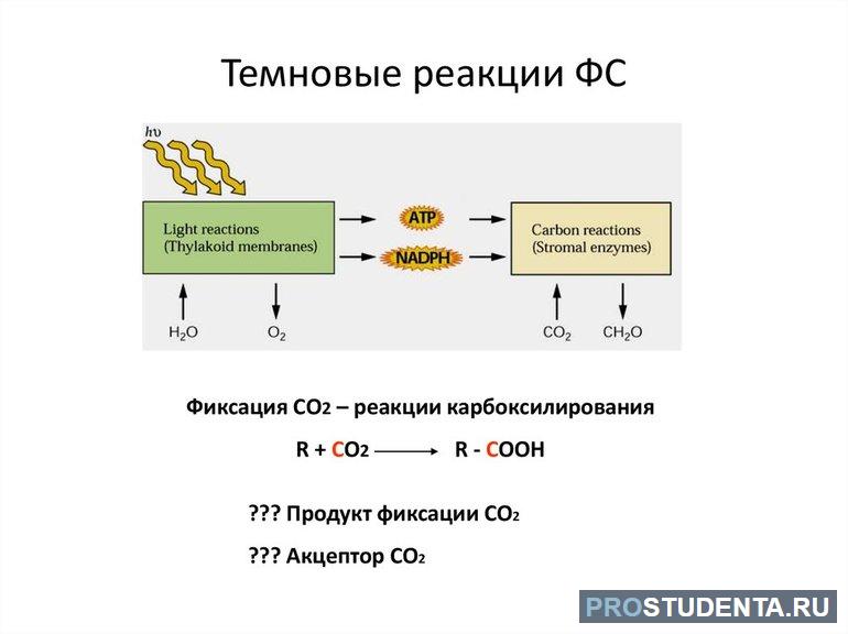 В реакции темновой фазы участвуют. Темновая фаза фотосинтеза фиксация со2. Световые реакции фотосинтеза. Темновые реакции фотосинтеза. Уравнение реакции световой фазы фотосинтеза.