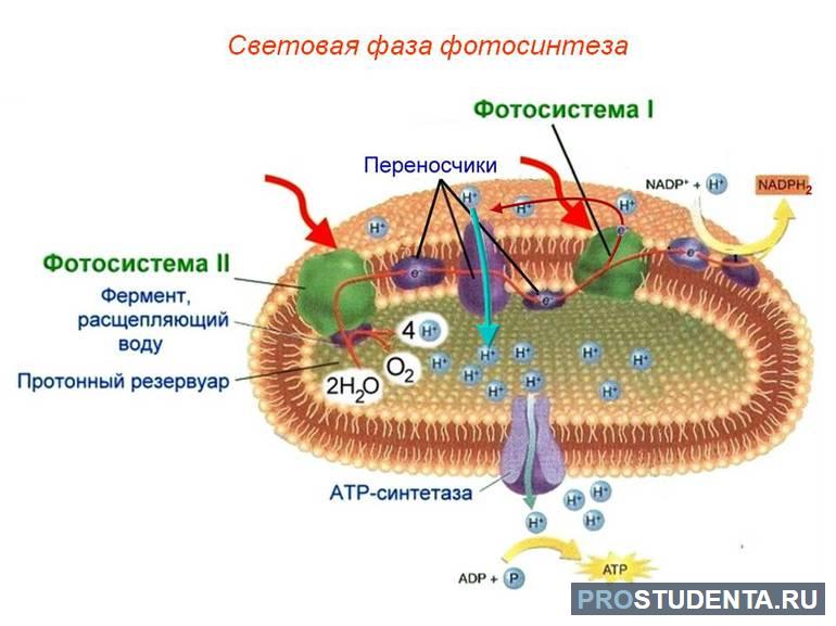 Фотосинтез световая и темновая фазы