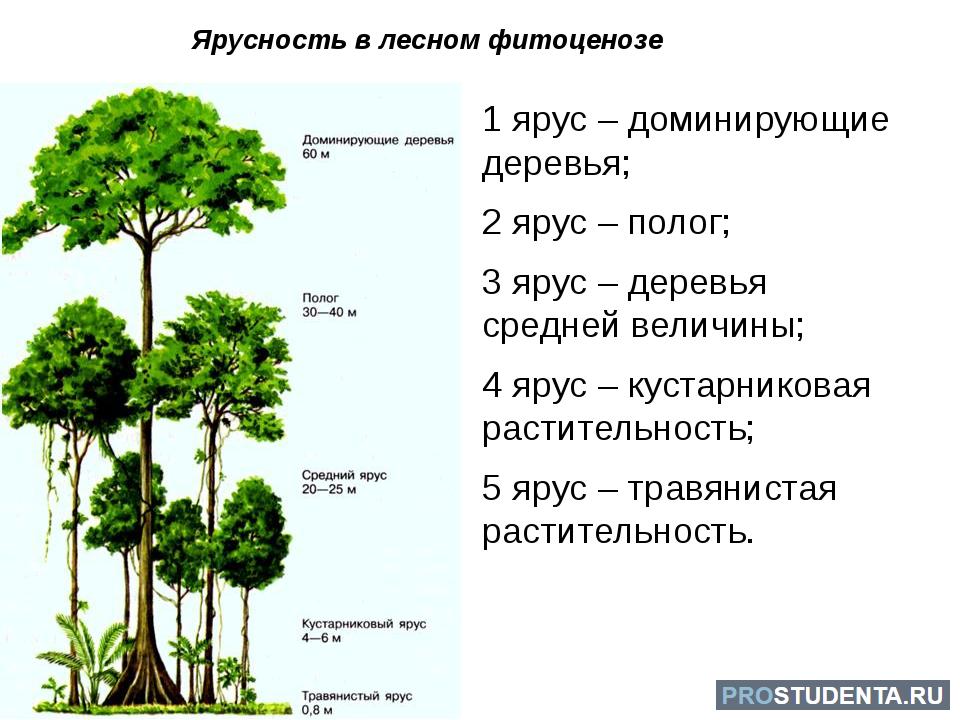 Основные ярусы составляющие вертикальную структуру