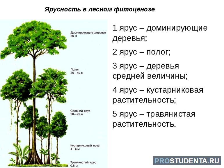 Что такое растительное сообщество 