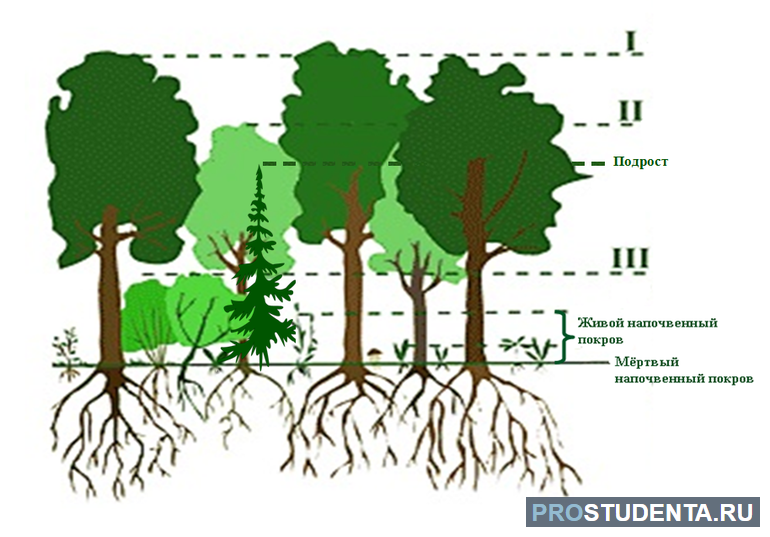 Ярусность растительного сообщества 