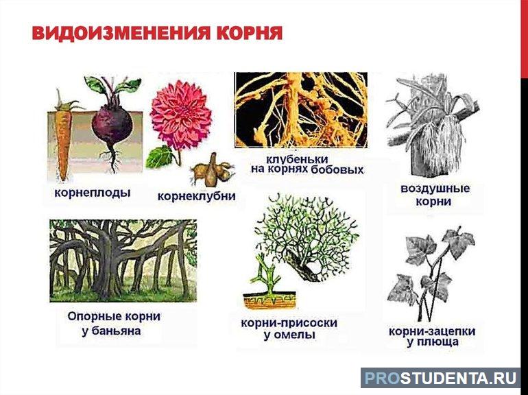 Видоизмененный корень ответ. Плющ видоизменение корня.