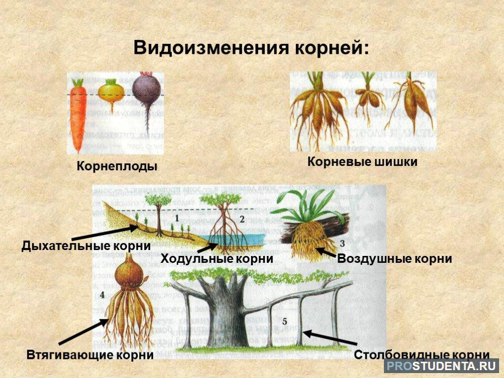 Растения имеющие видоизмененные корни. Видоизменения корня корневые клубни. Корнеплоды, корневые клубни,корневые шишки. Корни подпорки видоизменения.