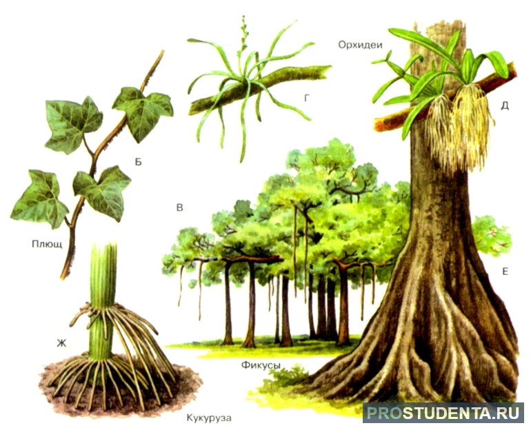 Видоизменение корней дыхательные корни