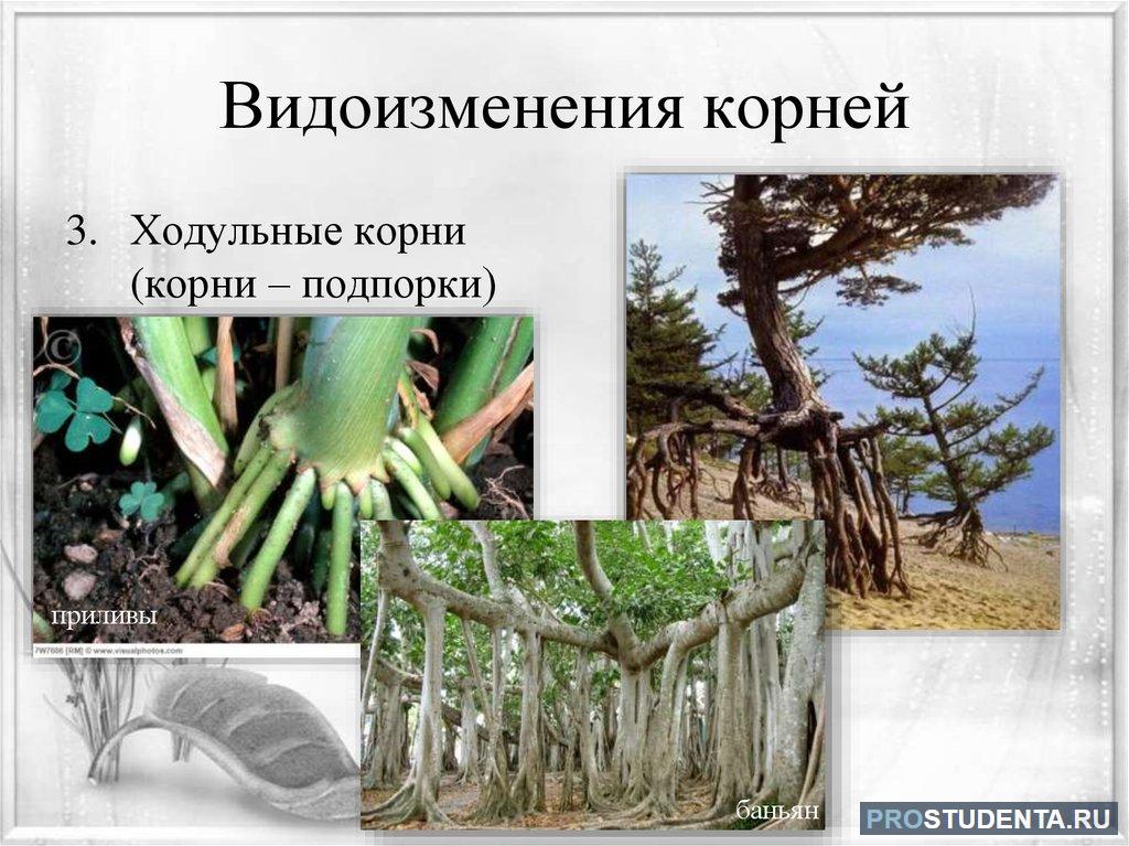 Растения имеющие видоизмененные корни. Корнеплоды ходульные корни. Ходульные корни метаморфозы. Ходульные корни видоизменения. Растения с ходульными корнями.
