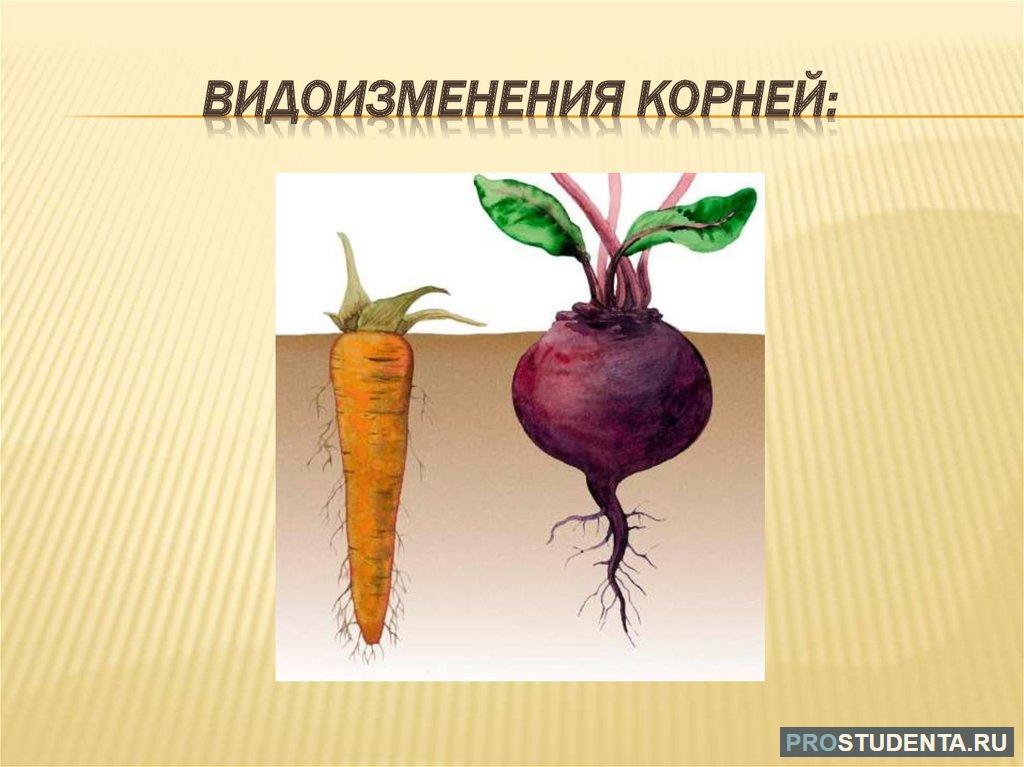 Что относится к видоизмененным корням биология 6. Видоизмененные корни корнеплоды. Корневые клубеньки видоизменение. Видоизменение корня свеклы. У моркови корнеплод это видоизмененный корень.