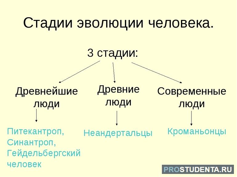 Этапы эволюции человека таблица (история 11 класс) 