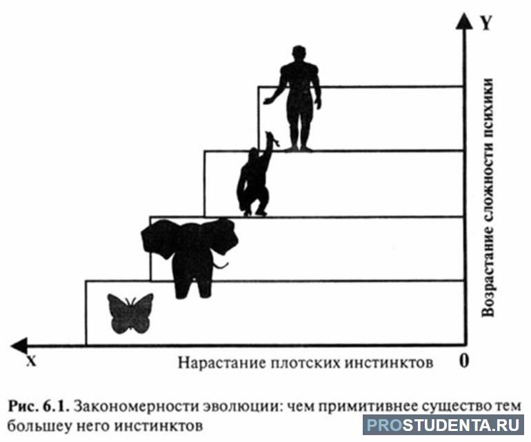 Этапы эволюции человека таблица 