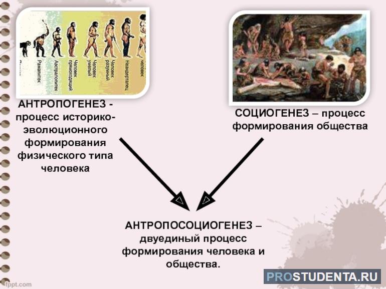 Стадии эволюции человека таблица 