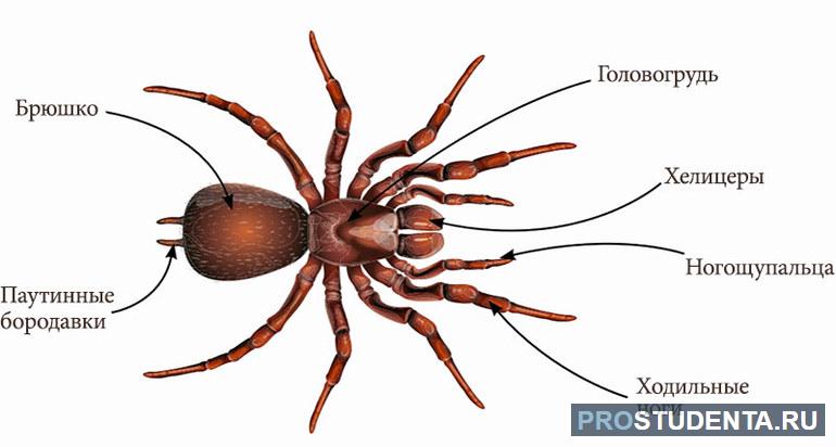  отделы тела у паукообразных