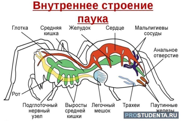  покров тела паукообразных