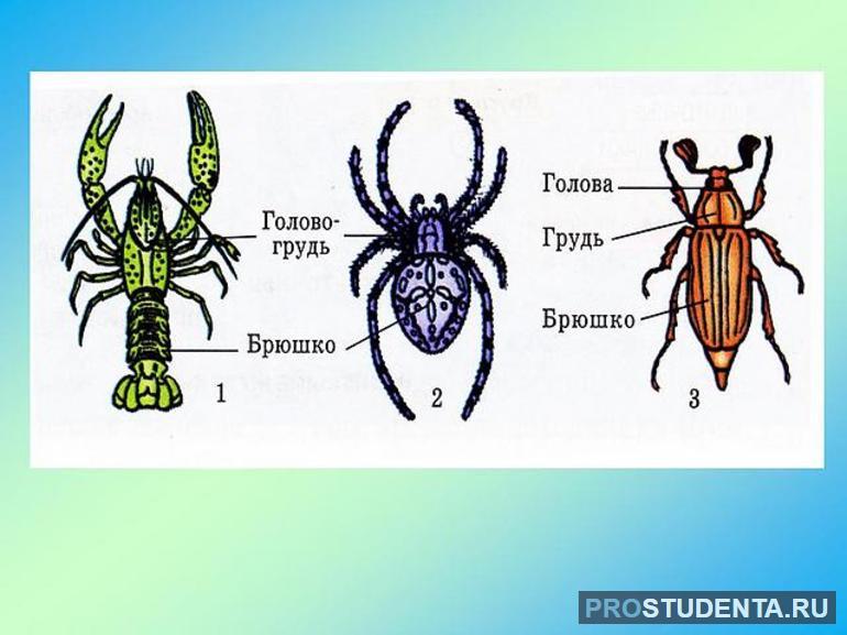  покров тела паукообразных головогрудь и брюшко