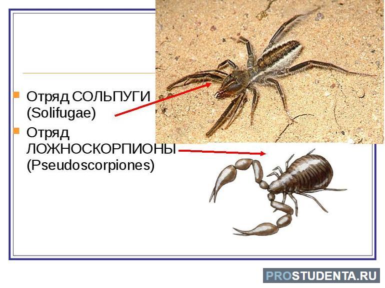 Покров паукообразных