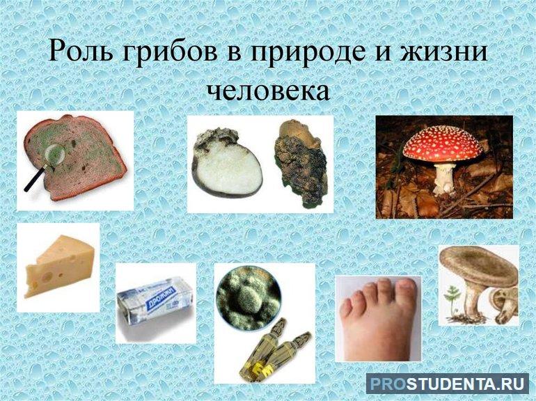 Значение грибов в жизни человека (биология, 5 класс)