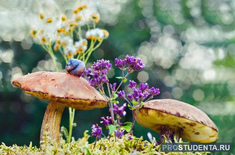 Сходство растений и грибов