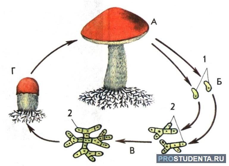 Спора гриба рисунок. Размножение шляпочного гриба схема. Размножение шляпочных грибов схема. Цикл размножения шляпочных грибов. Жизненный цикл шляпочного гриба.
