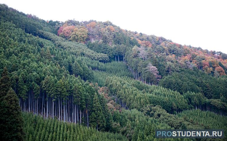 Лесные богатства Японии