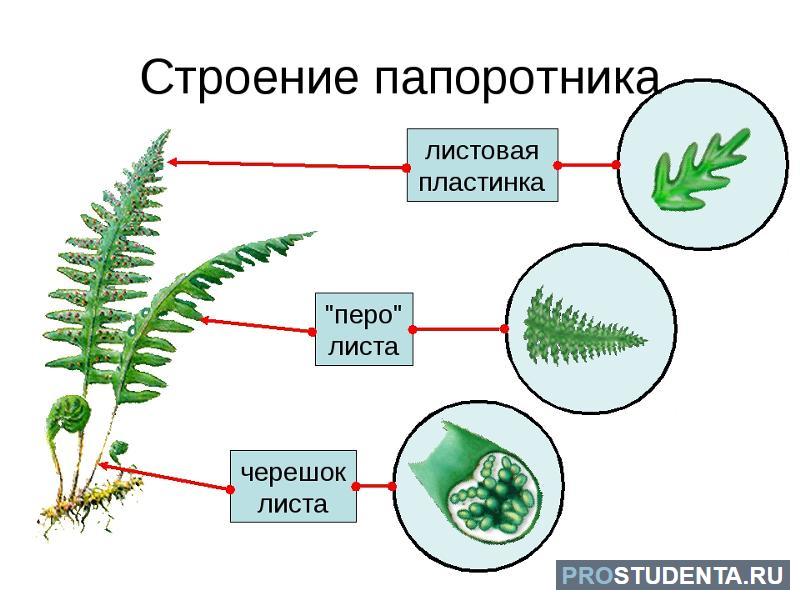 Какие особенности строения и физиологии папоротникообразных. Строение папоротника 6 класс биология. Строение папоротника 5 класс. Строение папоротниковидных растений. Папоротниковидные строение.