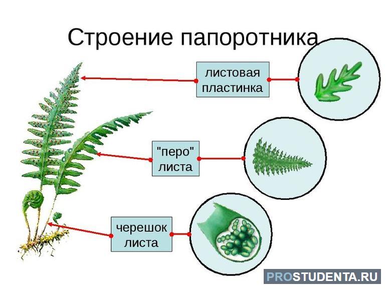 Строение папоротника