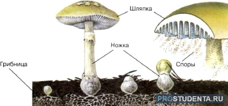 Внешнее строение гриба