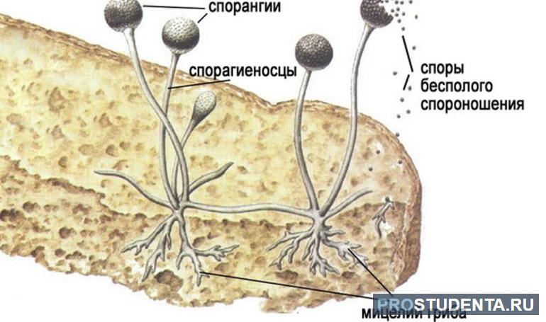 Тело организма представлено мицелием грибы