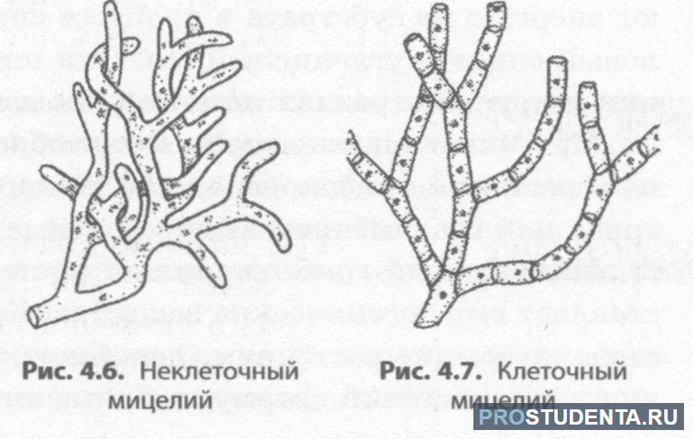 Виды мицелия грибов