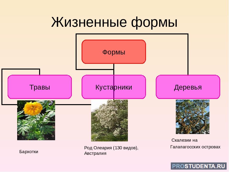 Основные жизненные формы деревья и кустарники