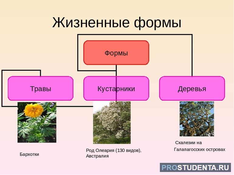 Травянистые растения (окружающий мир 1 класс) 