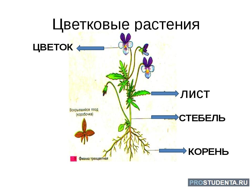 Органы растения 3 класс. Сообщение о цветковых растениях. Цветковые строение. Цветковые растения 3 класс. Цветочные растения 3 класс.