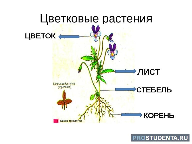 Травянистые растения особенности